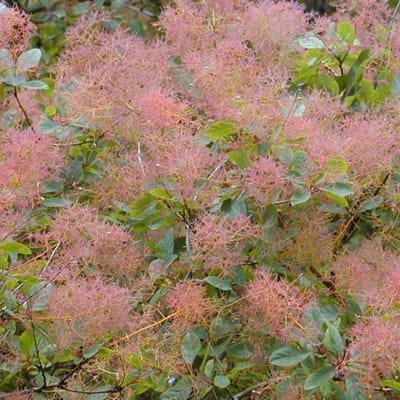 Cotinus coggygria - Pruikenboom - 40-60 cm in pot: Sierstruik met uniek, rookachtig bloempluimen in de zomer.