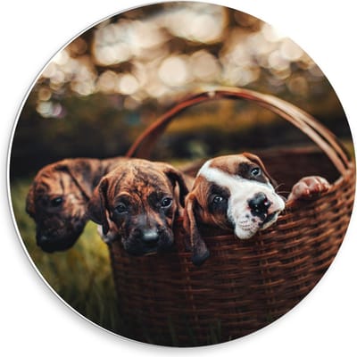 Forex Wandcirkel - Mandje gevuld met Pups - 30x30cm Foto op Wandcirkel (met ophangsysteem)