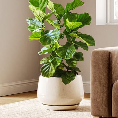 TAUCI Keramische Bloempot 30 cm, Plantenpot met Afwateringsgat en Schotel, Afgerond Design, voor Monstera, Vioolbladplant en Huis, Reactief Beige