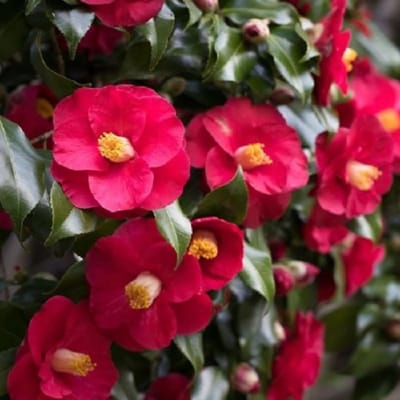 Camellia (Camellia Japonica) - japonica Dr. King - Vaste planten - Snijbloemen - Groenblijvend - Winterbloeiers - Voorjaarsbollen