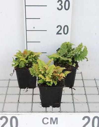 6x Zachte Naaldvaren 'Congestum' - Polystichum set. 'Congestum' | 9x9 cm pot