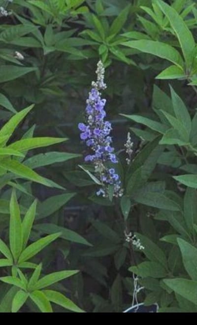 2 x Vitex agnus-castus 'Latifolia' - Monnikenpeper, Kuisheidsplant, Boom Van Het Heilige Lam 30- 40 cm in pot