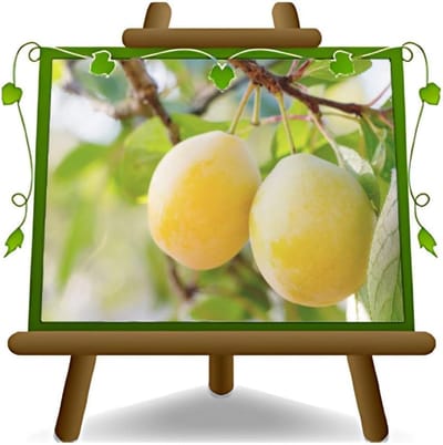 Pruimenboom Fruitplant - Oude Fruitboom - Moestuin Aanplanten - 2 Jaar Oud - Max 170cm