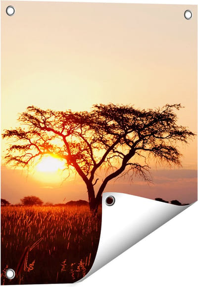 Gards Tuinposter Zonsondergang Achter een Acacia Boom - 40x50 cm - Tuindoek - Tuindecoratie - Wanddecoratie buiten - Tuinschilderij