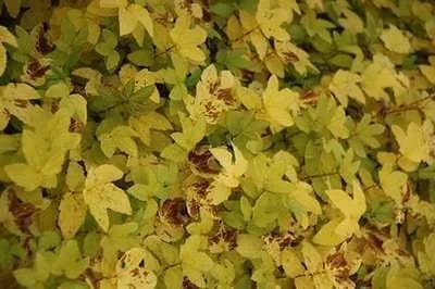 6x Mourasspirea - Filipendula ulm. 'Aurea' | 9x9 cm pot
