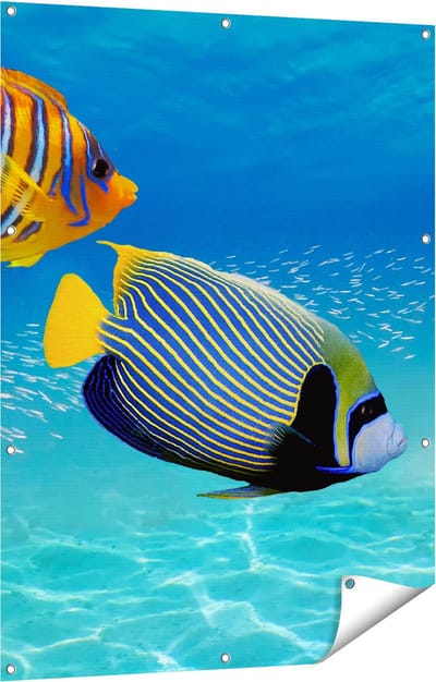 Gards Tuinposter Twee Tropische Vissen in de Rode Zee - 90x120 cm - Tuindoek - Tuindecoratie - Wanddecoratie buiten - Tuinschilderij