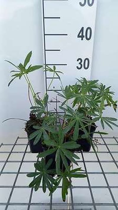 6x Lupine - Lupinus hybr. 'Minarette' | 9x9 cm pot