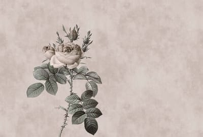Fotobehang rose 3 DD110751 Livingwalls Walls by Patel | 3D Fotobehang op maat