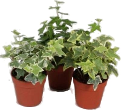 JUNAVERA Hedera gemengd | Mix van klimop terrarium en kamerplanten | Per stuk | 9 cm pot | ca. 10 cm hoog bij levering