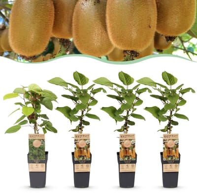 Green boutiQ - Fruitplant - Actinidia Weiki & Hayward - Kiwiplant - 1 Mannelijke - 3 Vrouwelijke - Planten - Groen - Pot 15cm - Hoogte 50cm