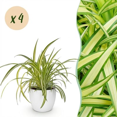 Plantenboetiek.nl | Chlorophytum comosum Variegatum - Bonte Graslelie - Huisdiervriendelijke Plant - Groen - 4 Planten - met Potter Wit - Ø12cm - 20cm hoog - Kamerplant - Arrangement - Plant met pot