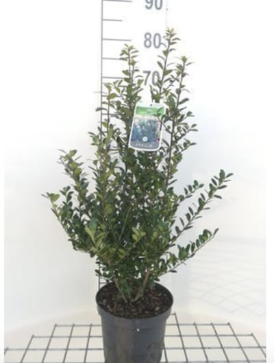 Ilex crenata 'Caroline Upright' - JAPANSE HULST , JAPANSE HAAGHULST 40-60 cm in pot