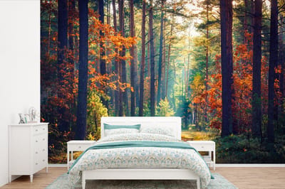 Behang - Fotobehang Bos - Zon - Natuur - Herfst - Breedte 360 cm x hoogte 240 cm