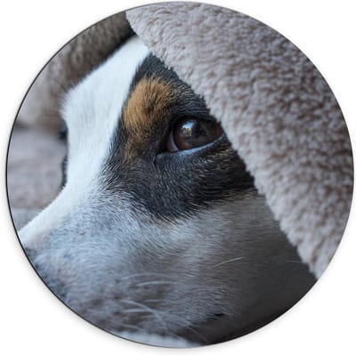 Dibond Wandcirkel - Hond onder Dekentje - 70x70cm Foto op Aluminium Wandcirkel (met ophangsysteem)