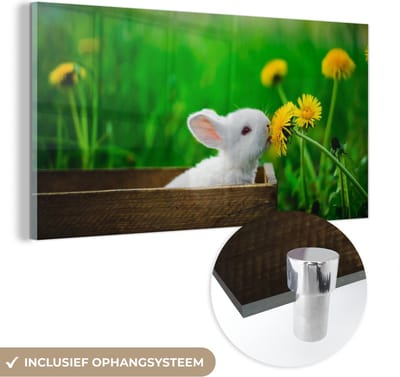 MuchoWow® Glasschilderij 40x20 cm - Schilderij acrylglas - Konijn - Paardenbloem - Gras - Foto op glas - Schilderijen