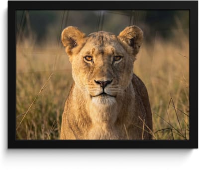 Poster in lijst - Fotolijst 40x30 cm - Posters - Leeuwin - Gras - Geel - Posterlijst zwart - Decoratie - Wanddecoratie woonkamer - Muurdecoratie slaapkamer