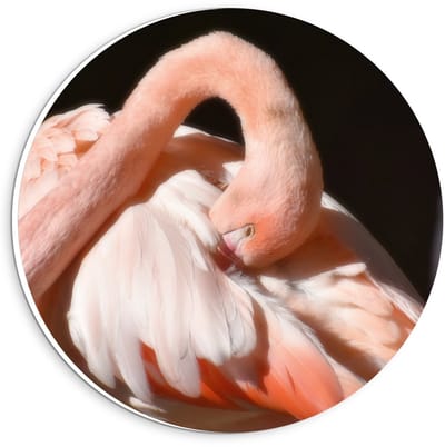 KuijsFotoprint - Schilderij - Flamingo Met Donkere Achtergrond - Zwart En Roze - 20 X 20 Cm