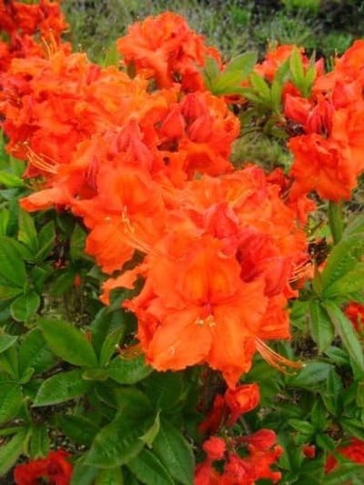 Bloeiende Azalea - Rhododendron plant - Tuinieren - Natuurlijke groei - 50-60 cm - Rood