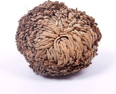 Valse Roos van Jericho | Wonderplant | Toverplant |