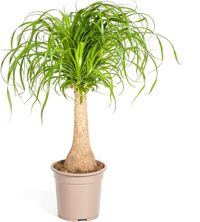 Green Harmony | Beaucarnea Recurvata Stam Ø21cm - 70cm