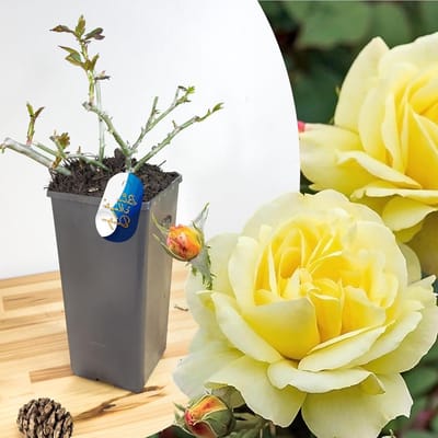 Gele Klimroos - Klimroos Geel - Tuin Decoratie - Winterhard en Geurig - 2L Pot 35-45cm - Geel