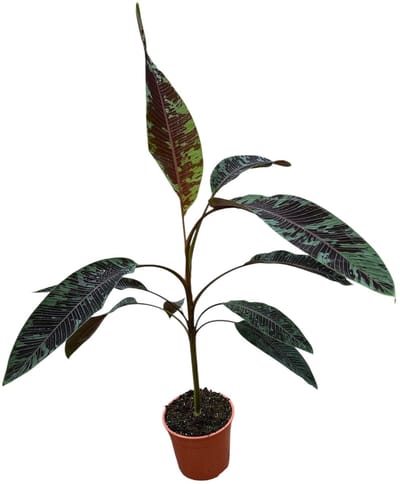 Musa Acuminata Zebrina - Kamerplant - Potmaat Ø27 cm