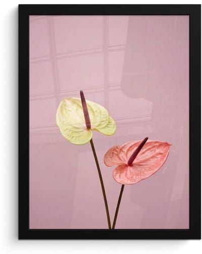 Poster in lijst - Fotolijst 30x40 cm - Posters - Bloemen - Anthuriums - Geel - Roze - Posterlijst zwart - Decoratie - Wanddecoratie woonkamer - Muurdecoratie slaapkamer