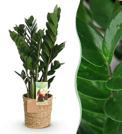 Plantenboetiek.nl | Green is... Zamioculcas - ZZ-plant - Weinig onderhoud - met mand - Groen - Ø17cm - 65-75cm hoog - Kamerplant - Groenblijvend
