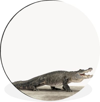 WallCircle - Wandcirkel - Muurcirkel - Kinderen - Krokodil - Jongen - Kids - Meiden - Aluminium - Dibond - 30x30 cm - Binnen en Buiten