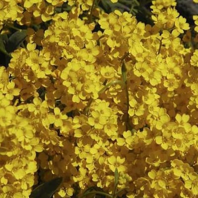 6 x Aurinia Saxatilis 'Compactum' - Schildzaad Pot 9x9 cm - Geelbloeiende Rotstuinplant