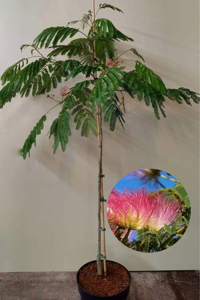 Jonge Perzische Slaapboom | Albizia julibrissin 'Ombrella' | 150-200cm hoogte