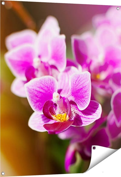 Gards Tuinposter Paarse Orchidee Bloemen - 80x100 cm - Tuindoek - Tuindecoratie - Wanddecoratie buiten - Tuinschilderij