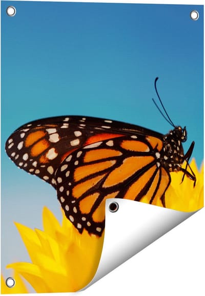 Gards Tuinposter Oranje Vlinder bij een Zonnebloem - 40x50 cm - Tuindoek - Tuindecoratie - Wanddecoratie buiten - Tuinschilderij