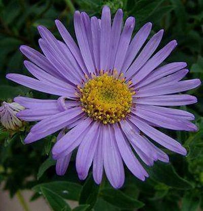 6 x Aster Frikartii 'Moench' - Aster Pot 9x9 cm - Lavendelblauwe Herfstbloei