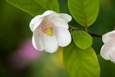 Plants Online - Tuinplanten - Heesters - Set van 1 - Magnolia sieboldii - 5 liter pot - Plant 50-60 cm