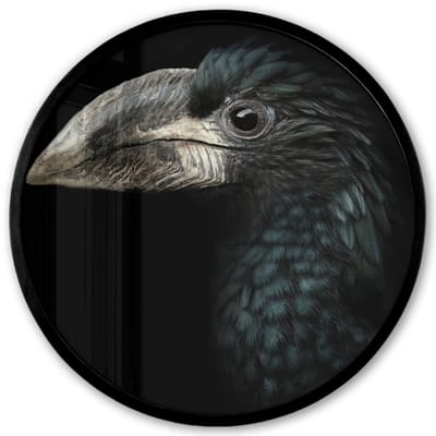 Poster in lijst Rond - Fotolijst 40x40 cm - Posters - Vogel - Portret - Neushoornvogel - Zwart - Dieren - Ronde posterlijst zwart - Decoratie - Wanddecoratie woonkamer - Muurdecoratie slaapkamer