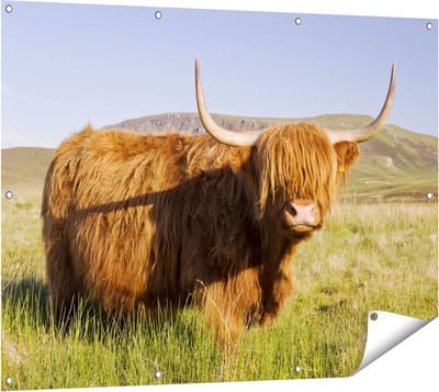 Gards Tuinposter Schotse Hooglander Koe - Kleur - 120x90 cm - Tuindoek - Tuindecoratie - Wanddecoratie buiten - Tuinschilderij