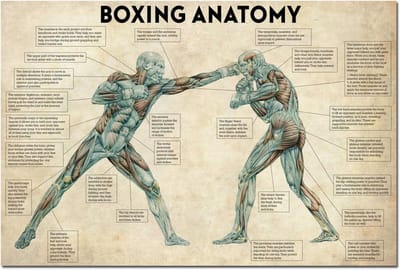 Vintage Boksen Anatomie Poster Canvas - Gym Muurdecoratie voor Fitness Liefhebbers