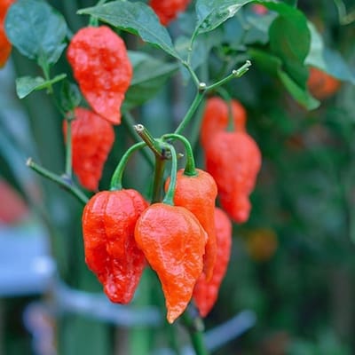 Peper zaden - Naga Morich