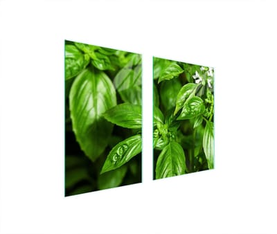 TMK ArtDeko - Serie - Glazen Beschermplaat - 65x52 cm - Gehard Glas - Basilicum
