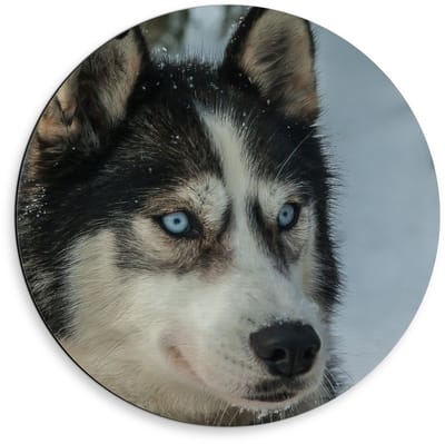 Dibond Wandcirkel - Husky in de Sneeuw Lichte Ogen - 50x50cm Foto op Aluminium Wandcirkel (met ophangsysteem)