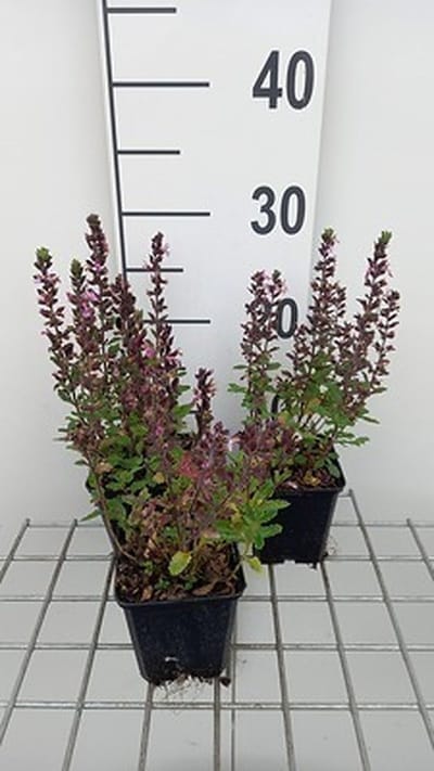 6x Gamander - Teucrium chamaedrys | 9x9 cm pot