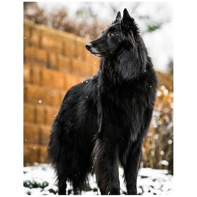 Volledige diamant borduurwerk 5D Diy Diamond schilderij België hond herder kruissteek 20X30CM black
