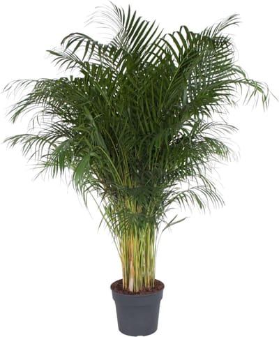 Dypsis Lutescens - Ø34cm - 190-200cm hoog - Kamerplant - Groenblijvend
