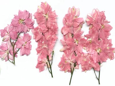 Dried Flowers, 6 Pieces, Dried Flowers, Stem Plants, Jewellery Trap, Candle, Phone, Picture Frame, Bookmark, Pink