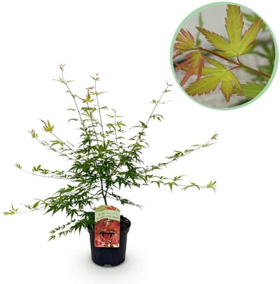 Plantenboetiek.nl | Japanse Esdoorn - Acer palmatum Pink Dwarf - Roze - Bladverliezend - Ø25cm - 60-70cm hoog - Tuinplant