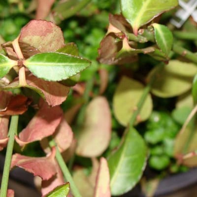 Euonymus Fortunei 'Tustin' - Kardinaalsmuts 20-30 cm pot