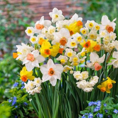 Narcissen Bloembollen Winterhard - Tazetta Mix - 25 stuks - Meerkleurig - Bloem Bollen Mix - Paasbloemen Meerjarig
