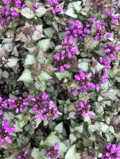 6x Dovenetel - Lamium maculatum 'Purple Dragon' | 9x9 cm pot