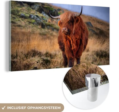 MuchoWow® Glasschilderij 40x20 cm - Schilderij acrylglas - Schotse Hooglander - Gras - Stenen - Foto op glas - Schilderijen